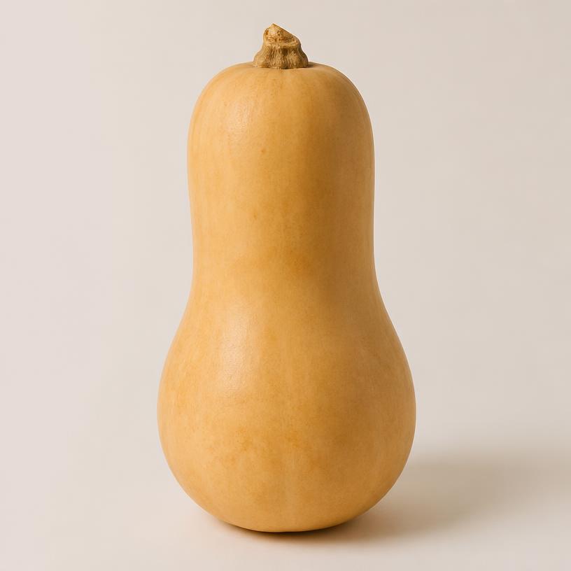 Illustration of Butternut