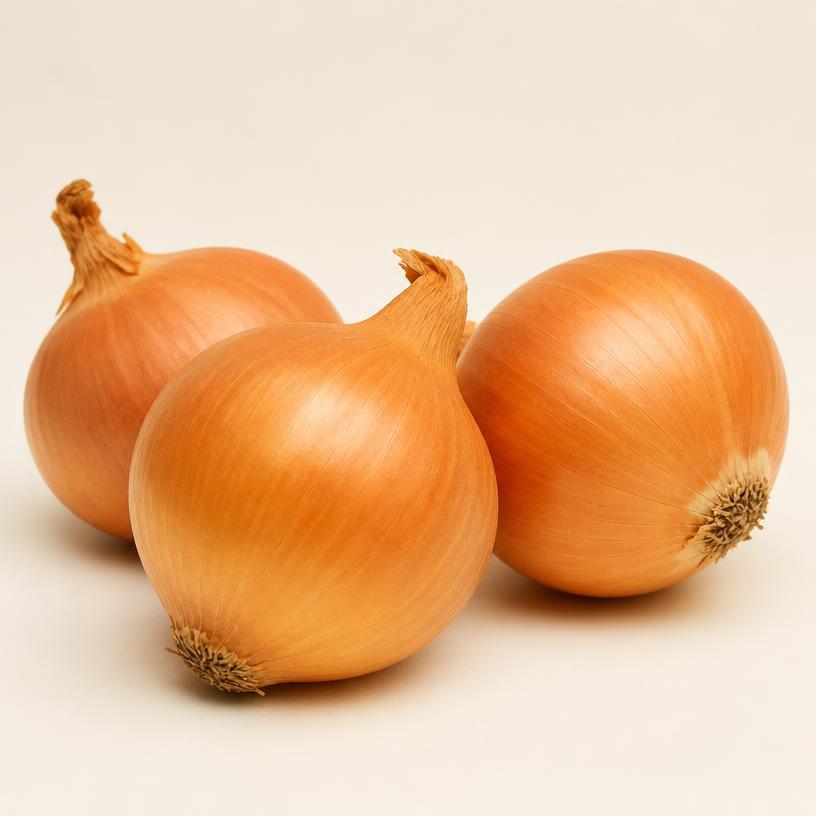Illustration of Onions